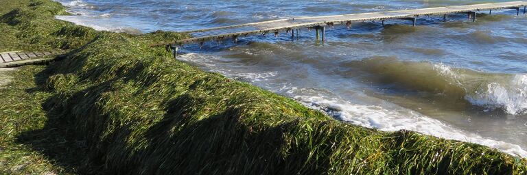 Seaweed on the sea shore
