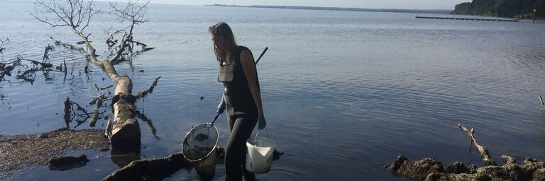 Collecting of beach wrack