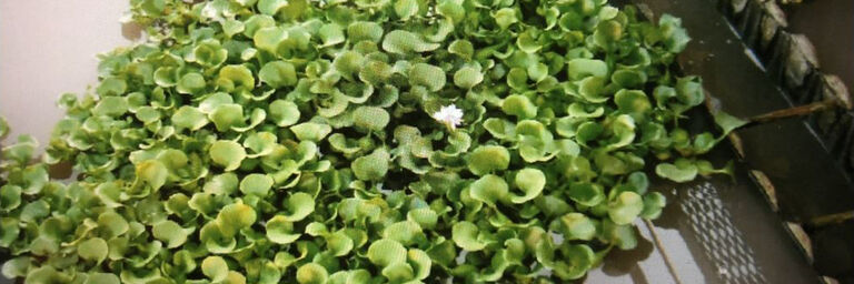 Water plants in the settling tank