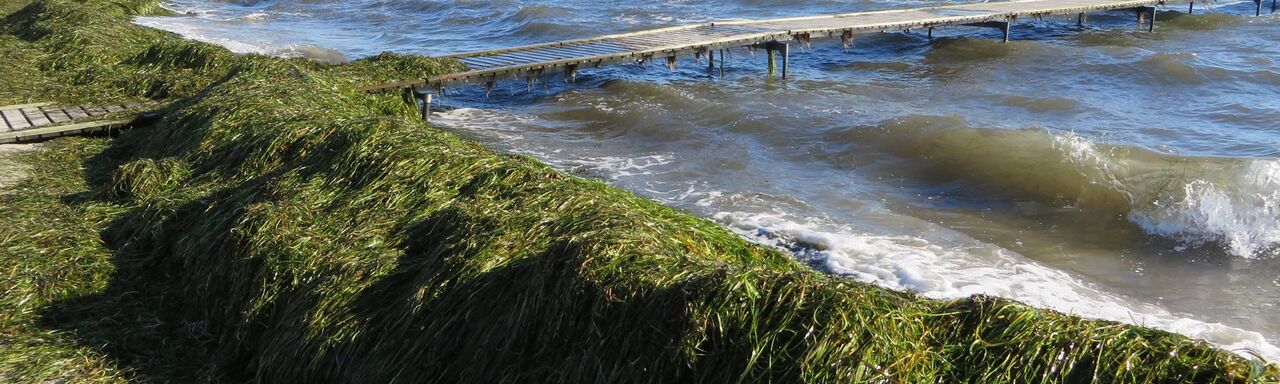 Seaweed on the sea shore