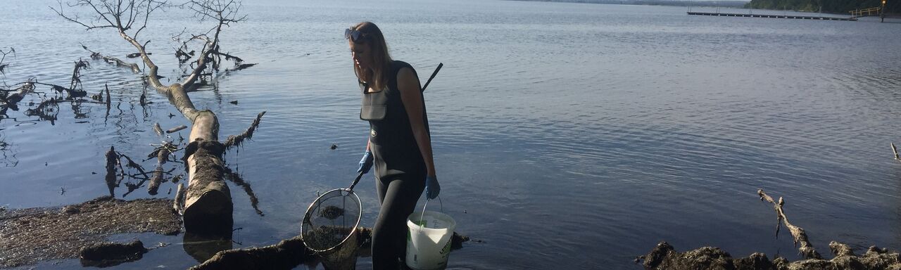 Collecting of beach wrack