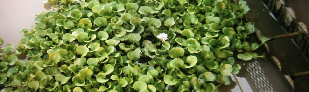 Water plants in the settling tank